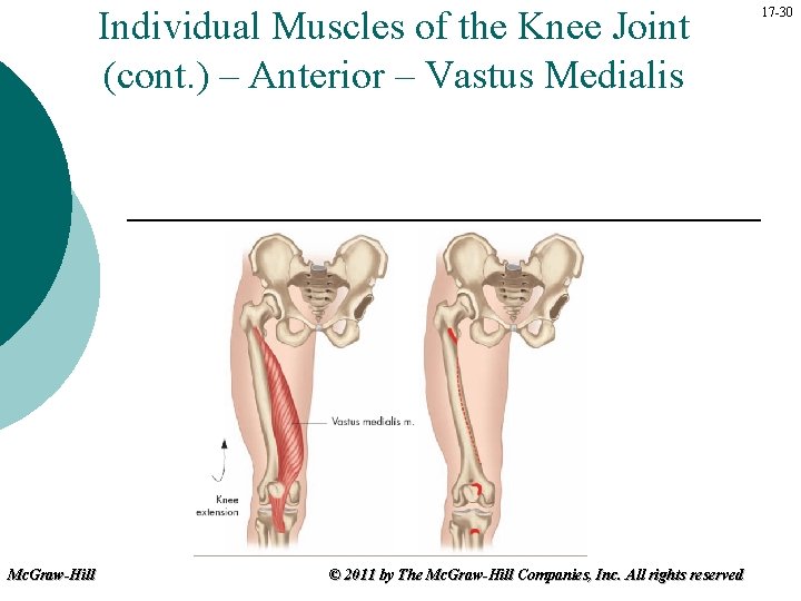 Individual Muscles of the Knee Joint (cont. ) – Anterior – Vastus Medialis Mc.