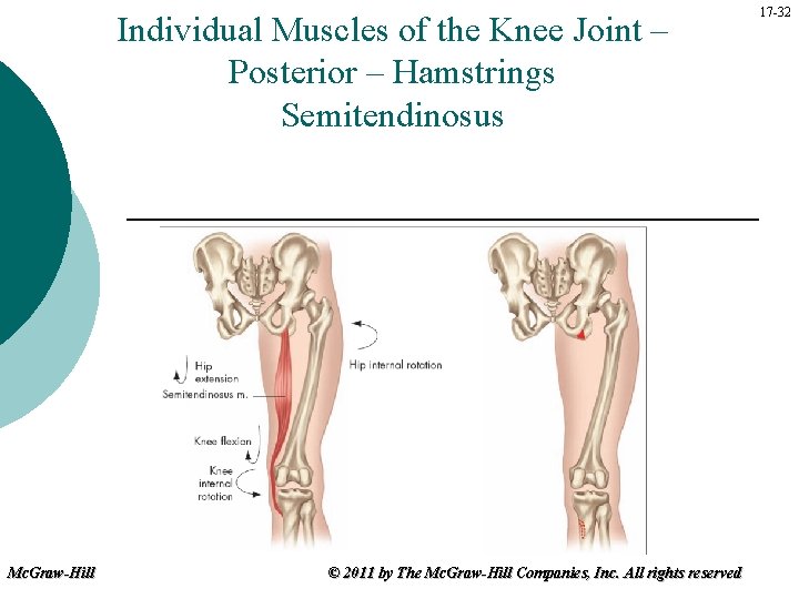 Individual Muscles of the Knee Joint – Posterior – Hamstrings Semitendinosus Mc. Graw-Hill ©