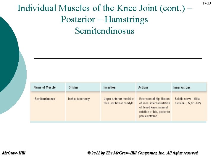 Individual Muscles of the Knee Joint (cont. ) – Posterior – Hamstrings Semitendinosus Mc.