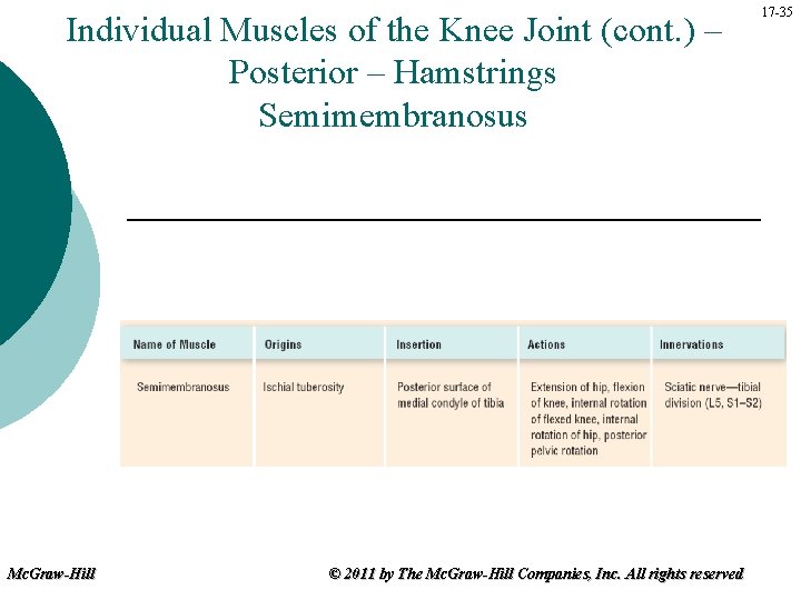 Individual Muscles of the Knee Joint (cont. ) – Posterior – Hamstrings Semimembranosus Mc.