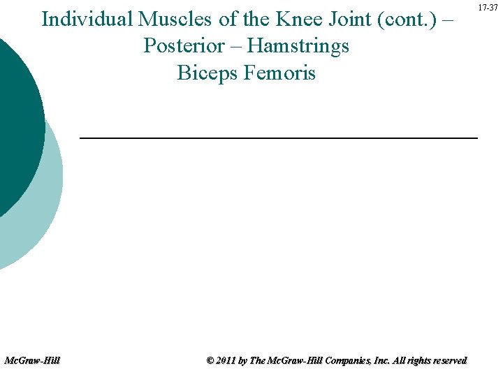 Individual Muscles of the Knee Joint (cont. ) – Posterior – Hamstrings Biceps Femoris