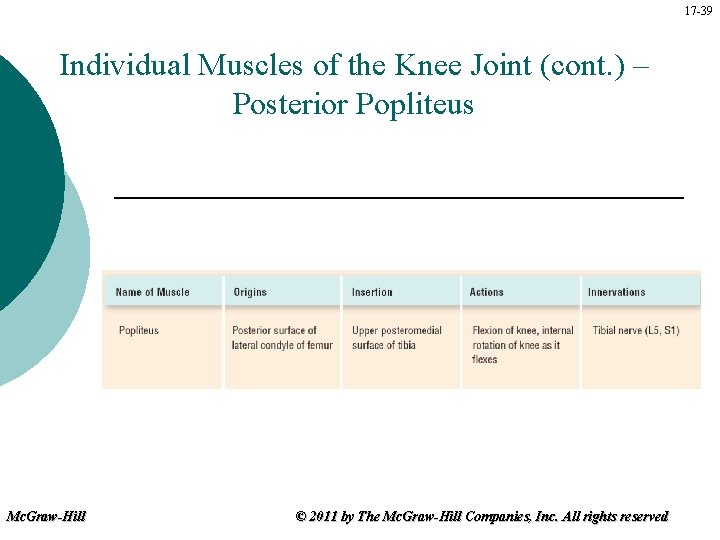 17 -39 Individual Muscles of the Knee Joint (cont. ) – Posterior Popliteus Mc.