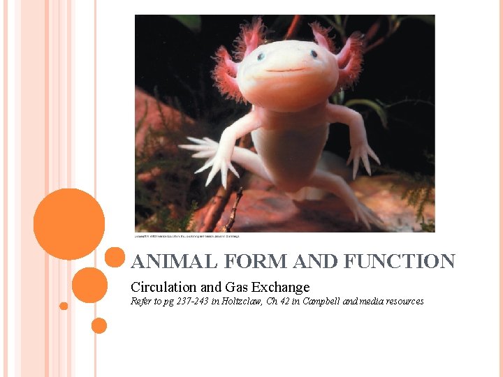 ANIMAL FORM AND FUNCTION Circulation and Gas Exchange Refer to pg 237 -243 in