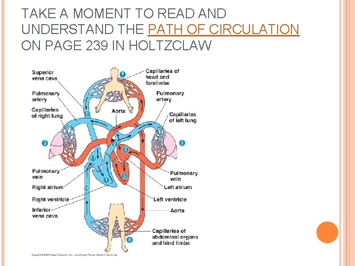TAKE A MOMENT TO READ AND UNDERSTAND THE PATH OF CIRCULATION ON PAGE 239