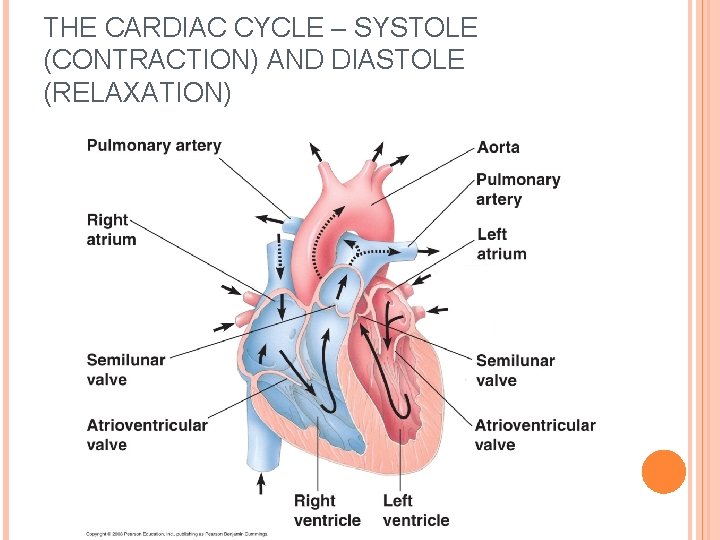 THE CARDIAC CYCLE – SYSTOLE (CONTRACTION) AND DIASTOLE (RELAXATION) 