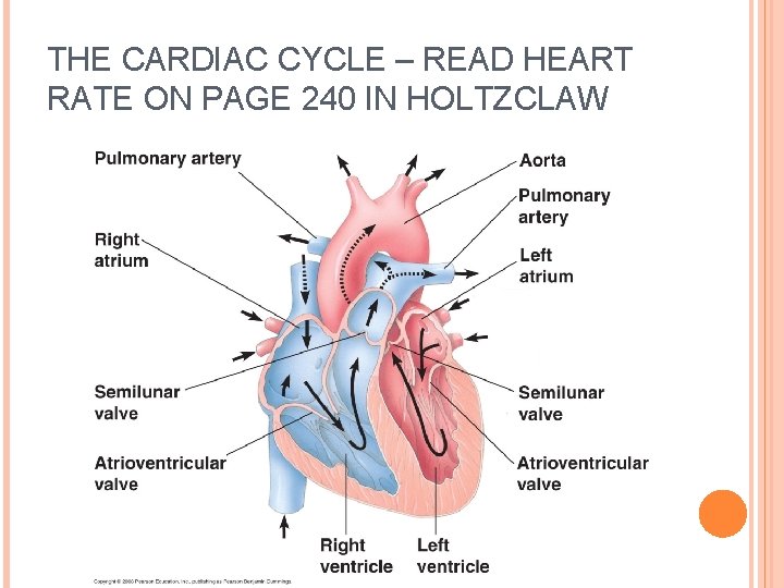 THE CARDIAC CYCLE – READ HEART RATE ON PAGE 240 IN HOLTZCLAW 