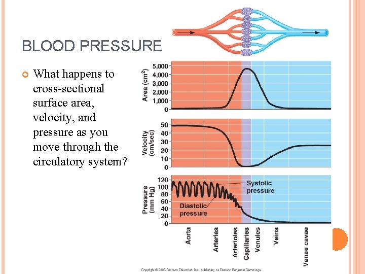 BLOOD PRESSURE What happens to cross-sectional surface area, velocity, and pressure as you move