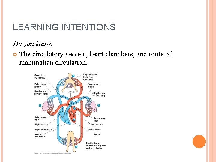 LEARNING INTENTIONS Do you know: The circulatory vessels, heart chambers, and route of mammalian
