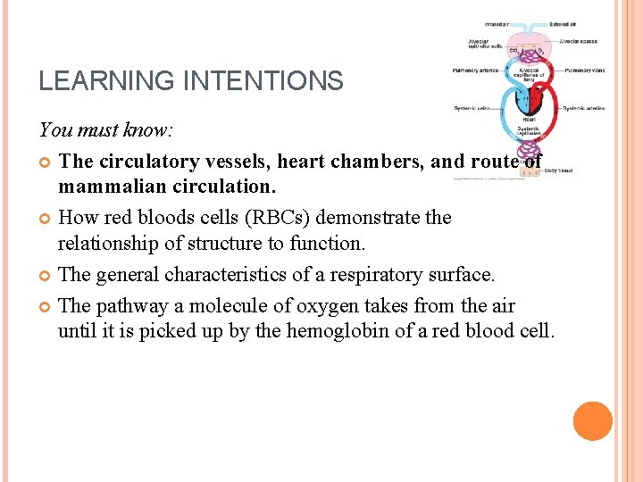 LEARNING INTENTIONS You must know: The circulatory vessels, heart chambers, and route of mammalian