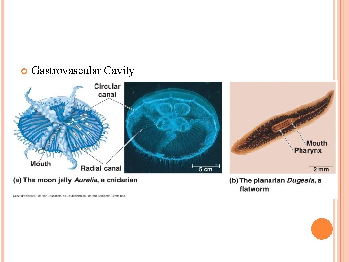  Gastrovascular Cavity 