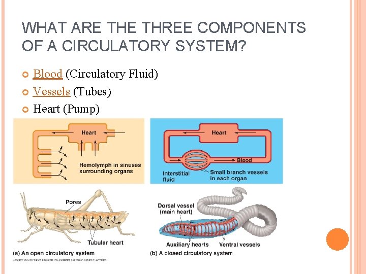 WHAT ARE THREE COMPONENTS OF A CIRCULATORY SYSTEM? Blood (Circulatory Fluid) Vessels (Tubes) Heart