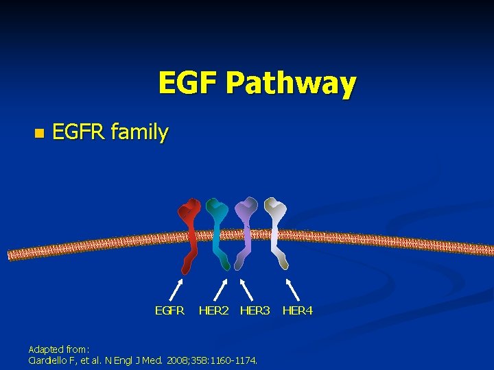 EGF Pathway n EGFR family EGFR HER 2 HER 3 Adapted from: Ciardiello F,