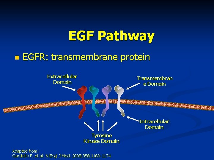 EGF Pathway n EGFR: transmembrane protein Extracellular Domain Transmembran e Domain Intracellular Domain Tyrosine