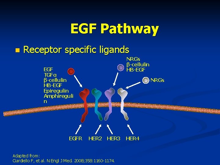 EGF Pathway n Receptor specific ligands NRGs β-cellulin HB-EGF TGFα β-cellulin HB-EGF Epiregulin Amphireguli