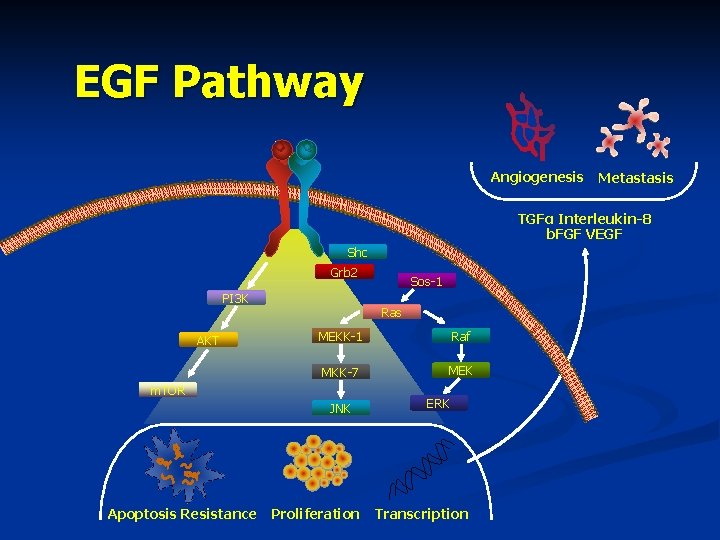 EGF Pathway Angiogenesis Metastasis TGFα Interleukin-8 b. FGF VEGF Shc Grb 2 PI 3