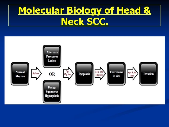 Molecular Biology of Head & Neck SCC. 