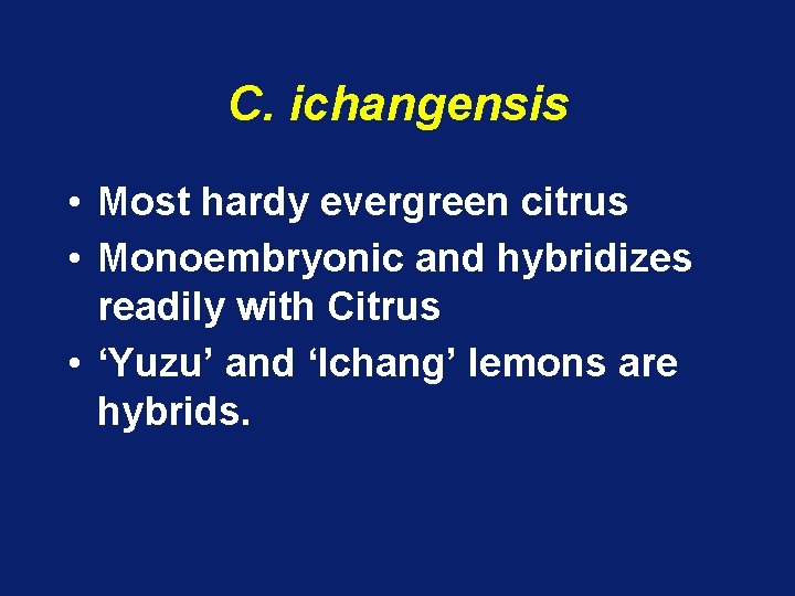 C. ichangensis • Most hardy evergreen citrus • Monoembryonic and hybridizes readily with Citrus