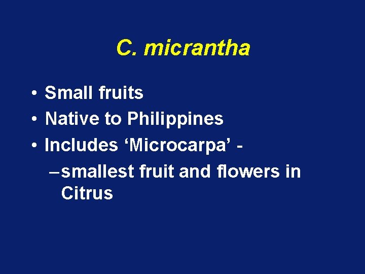 C. micrantha • Small fruits • Native to Philippines • Includes ‘Microcarpa’ – smallest