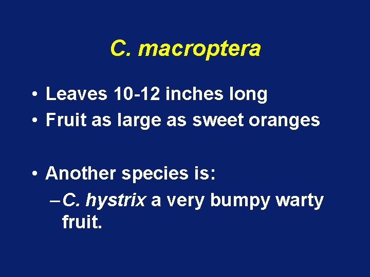 C. macroptera • Leaves 10 -12 inches long • Fruit as large as sweet