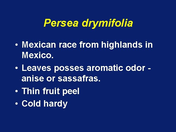 Persea drymifolia • Mexican race from highlands in Mexico. • Leaves posses aromatic odor