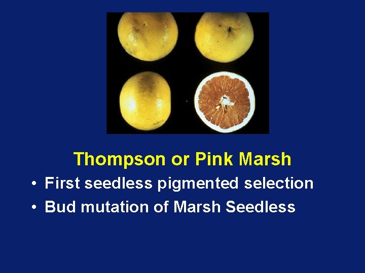 Thompson or Pink Marsh • First seedless pigmented selection • Bud mutation of Marsh