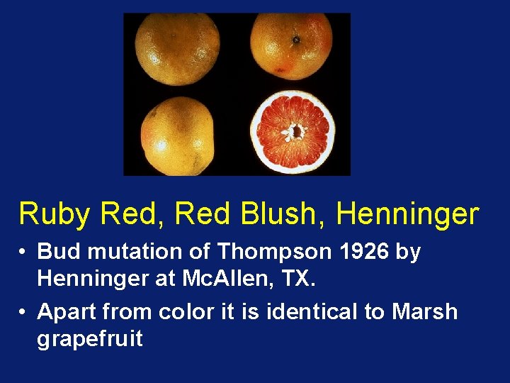 Ruby Red, Red Blush, Henninger • Bud mutation of Thompson 1926 by Henninger at