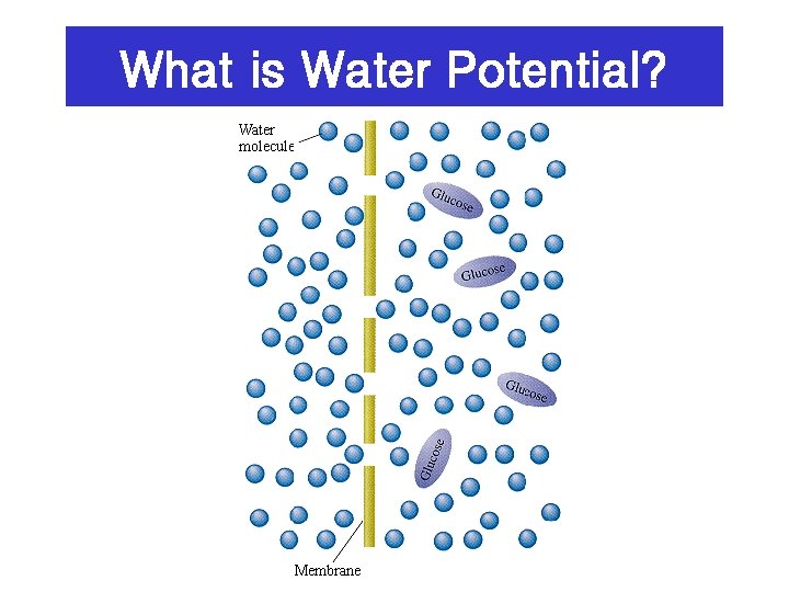 What is Water Potential? 