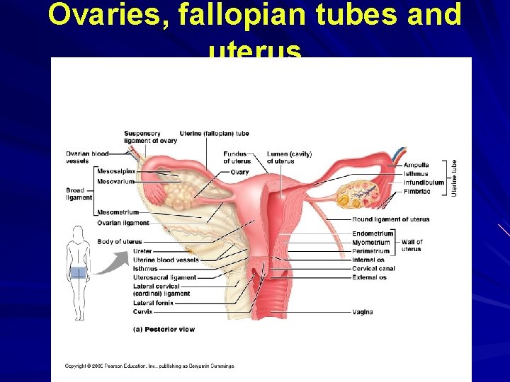 Ovaries, fallopian tubes and uterus Ovaries, fallopian tubes and uterus