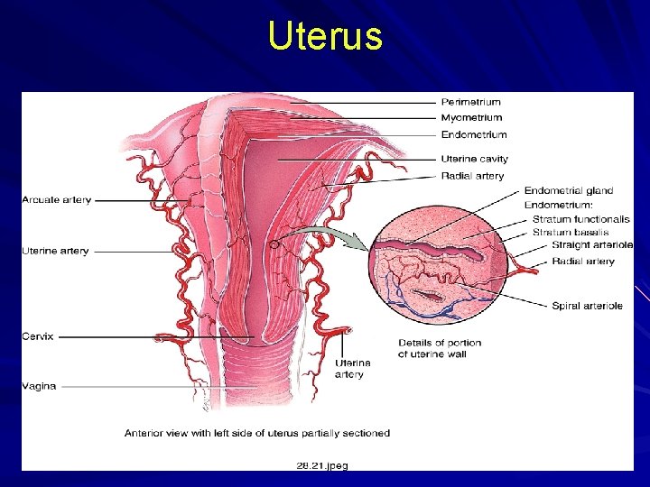 Uterus Uterus