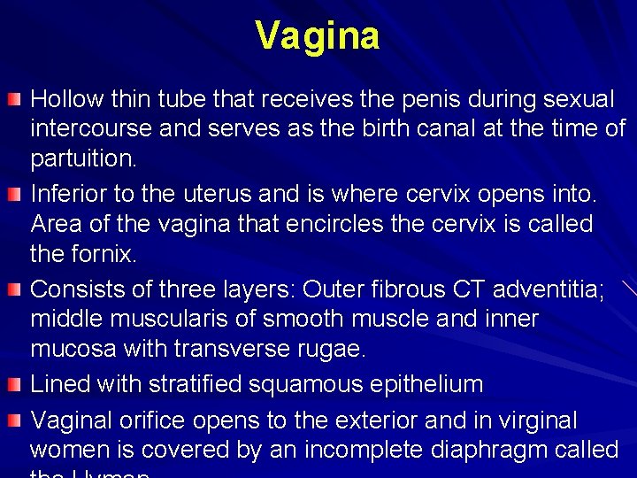Vagina Hollow thin tube that receives the penis during sexual intercourse and serves as Vagina Hollow thin tube that receives the penis during sexual intercourse and serves as