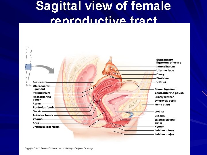 Sagittal view of female reproductive tract Sagittal view of female reproductive tract