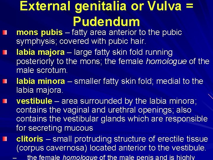 External genitalia or Vulva = Pudendum mons pubis – fatty area anterior to the External genitalia or Vulva = Pudendum mons pubis – fatty area anterior to the