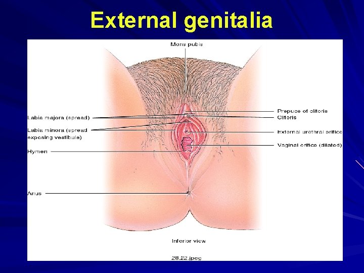 External genitalia External genitalia