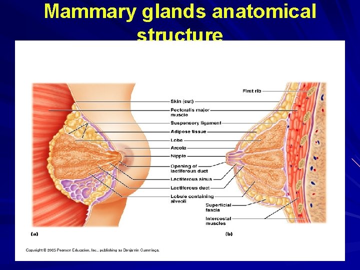 Mammary glands anatomical structure Mammary glands anatomical structure