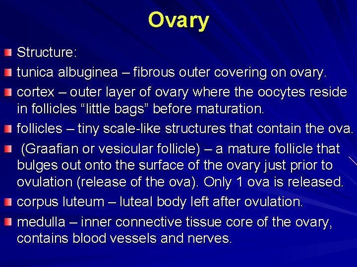 Ovary Structure: tunica albuginea – fibrous outer covering on ovary. cortex – outer layer Ovary Structure: tunica albuginea – fibrous outer covering on ovary. cortex – outer layer