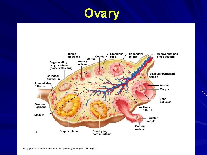 Ovary Ovary
