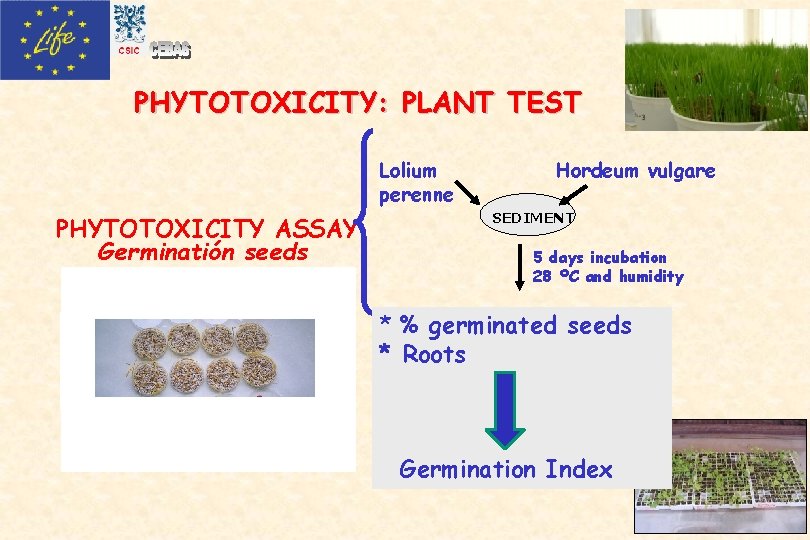 PHYTOTOXICITY: PLANT TEST Lolium perenne PHYTOTOXICITY ASSAY Germinatión seeds en placas petri Hordeum vulgare