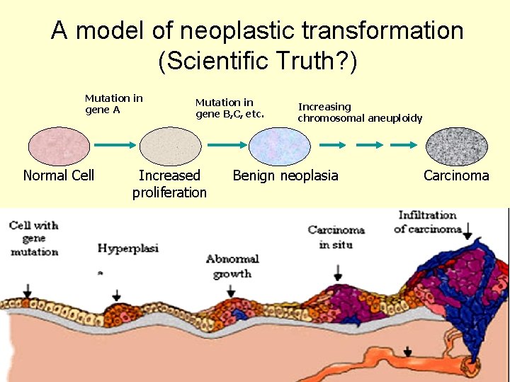 A model of neoplastic transformation (Scientific Truth? ) Mutation in gene A Normal Cell