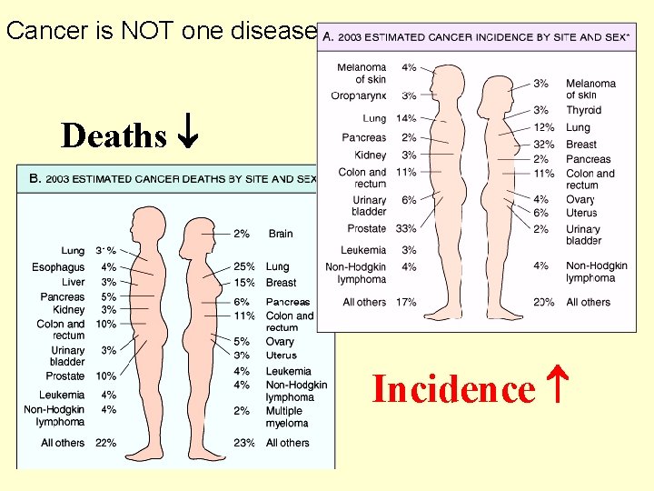 Cancer is NOT one disease Deaths Incidence 