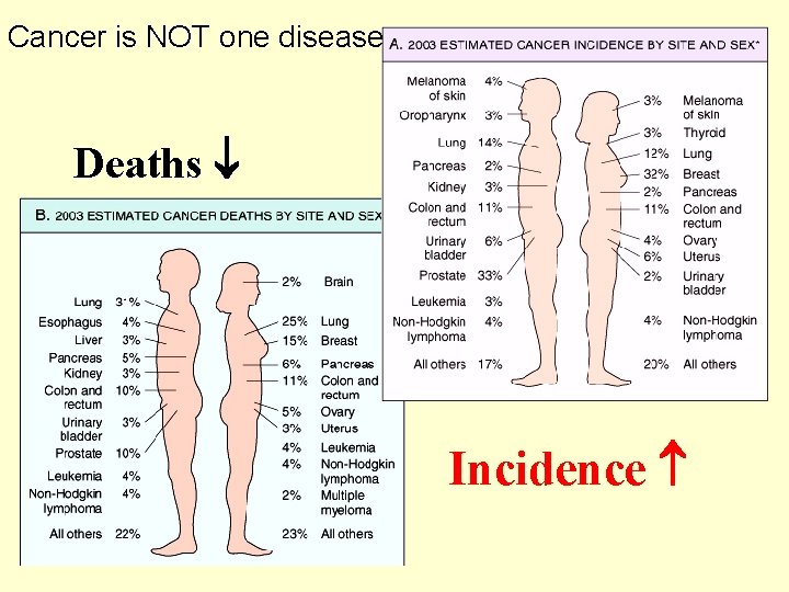 Cancer is NOT one disease Deaths Incidence 