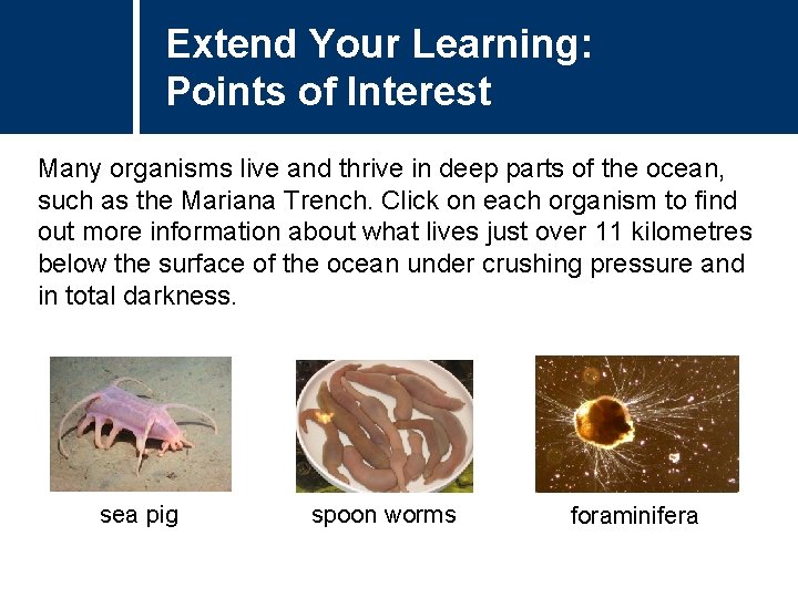 Extend Your Learning: Points of Interest Many organisms live and thrive in deep parts
