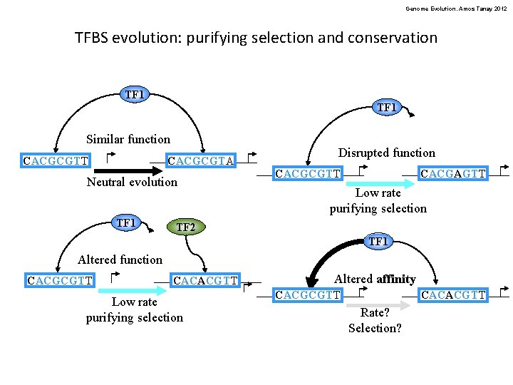 Genome Evolution. Amos Tanay 2012 TFBS evolution: purifying selection and conservation TF 1 Similar