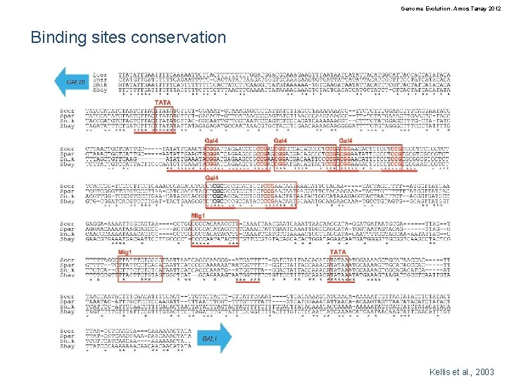 Genome Evolution. Amos Tanay 2012 Binding sites conservation Kellis et al. , 2003 