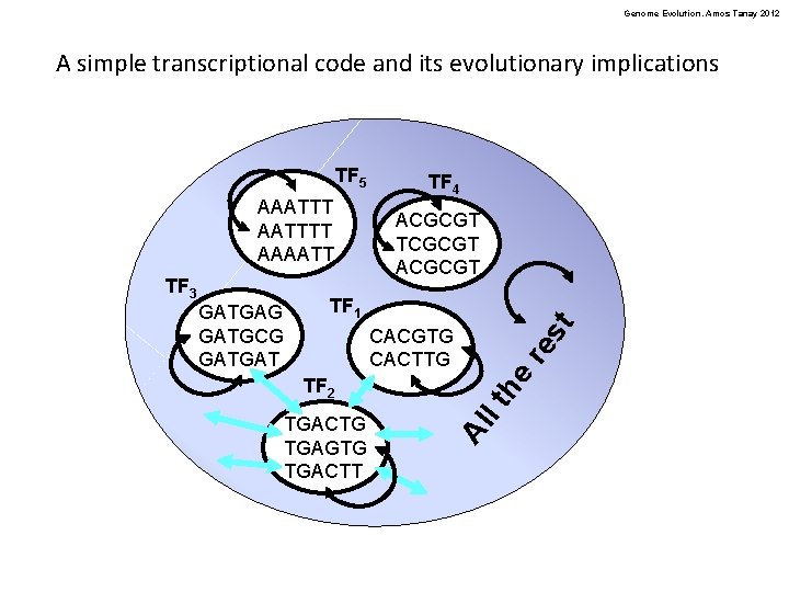 Genome Evolution. Amos Tanay 2012 A simple transcriptional code and its evolutionary implications TF