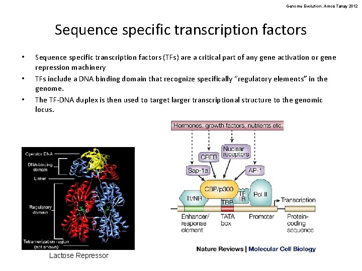 Genome Evolution. Amos Tanay 2012 Sequence specific transcription factors • • • Sequence specific