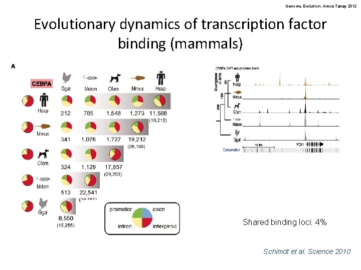 Genome Evolution. Amos Tanay 2012 Evolutionary dynamics of transcription factor binding (mammals) Shared binding