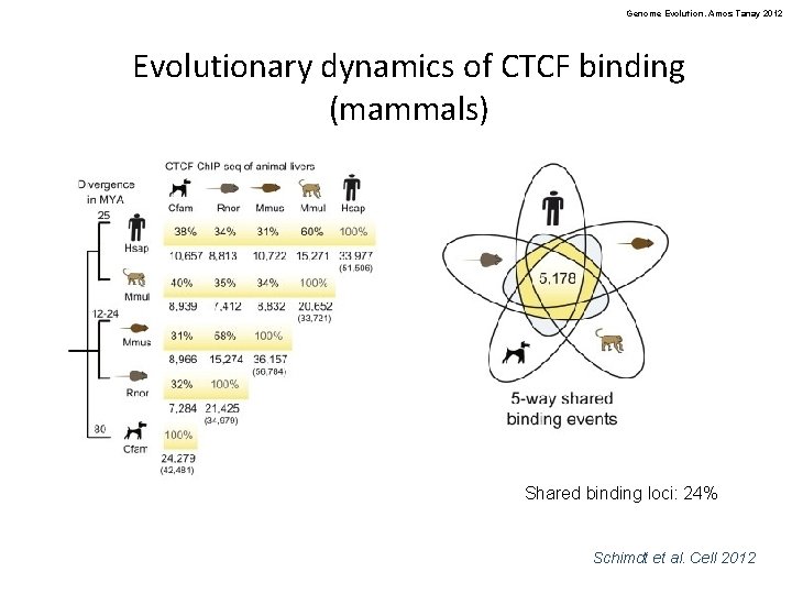 Genome Evolution. Amos Tanay 2012 Evolutionary dynamics of CTCF binding (mammals) Shared binding loci: