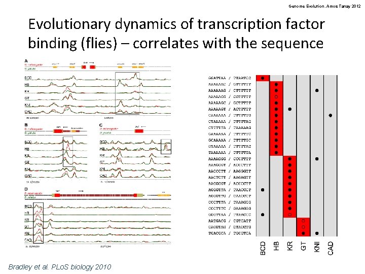 Genome Evolution. Amos Tanay 2012 Evolutionary dynamics of transcription factor binding (flies) – correlates