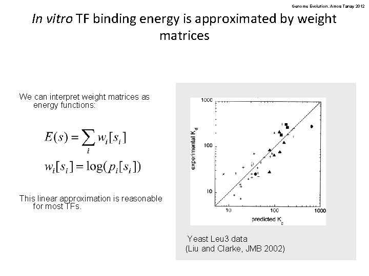 Genome Evolution. Amos Tanay 2012 In vitro TF binding energy is approximated by weight