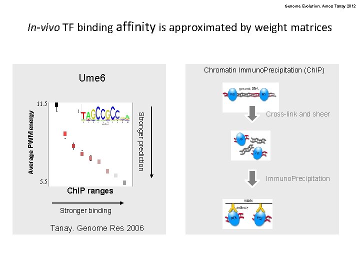 Genome Evolution. Amos Tanay 2012 In-vivo TF binding affinity is approximated by weight matrices